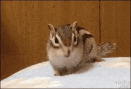 chipmunk-animals-free-animated-gifs-gameznet 027.gif